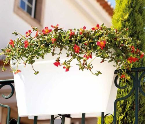 Polypropylene plant pot - CAPRI : BALCONY BOX  - Artevasi, S.A - surface-mounted / rectangular
