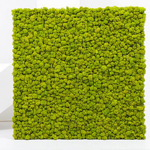 Modular-panel green wall - PANEL MOSS LICHEN - BM PIANTE STABILIZZATE - natural / moss / indoor