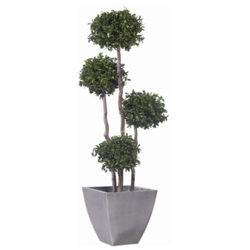 Preserved ornamental plant - PITTOSPORUM - Végétal Indoor - large / indoor