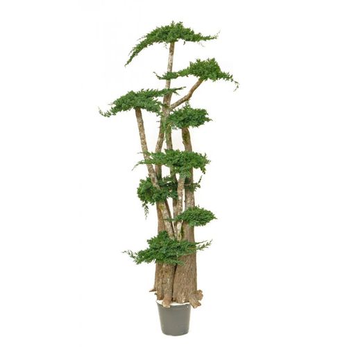 Preserved ornamental plant - JUNIPERUS - Végétal Indoor - bonsai / large / indoor