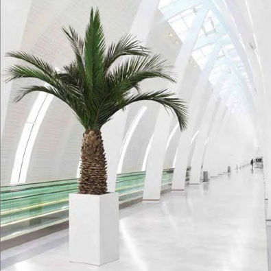 Preserved ornamental plant - PHOENIX ANANAS - Végétal Indoor - palms / large / indoor