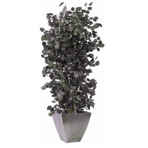 Preserved ornamental plant - POPULUS - Végétal Indoor - eucalyptus / large / indoor