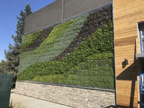 GIRUVI 「Grow on the Wall」Gracilius Amazon.com : 4