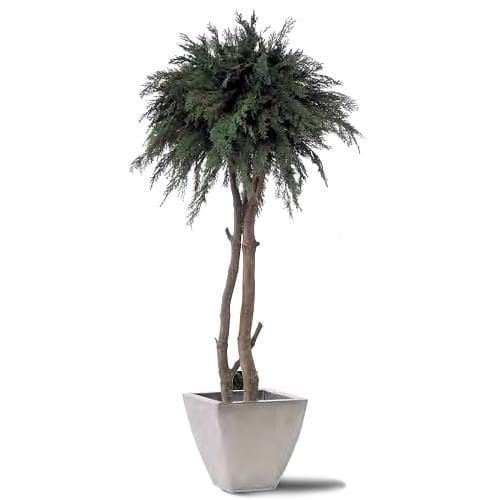 Preserved ornamental plant - THUJA - LinfaDecor - cypresses / large / outdoor