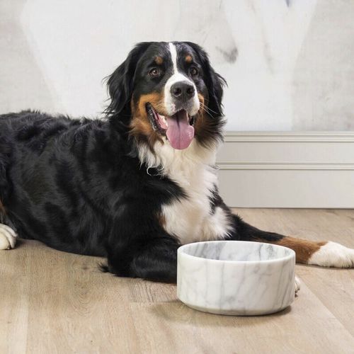 Carrara marble dog bowl - LABILLA