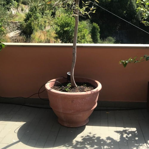 Terracotta plant pot - con Piede Largo - cestenoli srl - round / home