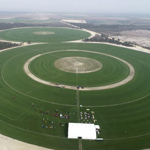 Natural grass - Zoysia Lazer - Novogreen - roll / for sports fields / for landscaping