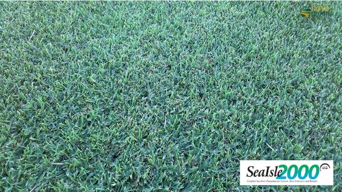 Natural grass - Paspalum Sealsle 2000 - Novogreen - roll / for sports fields / for garden