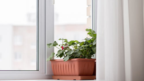 Glass window - 1 - Infiniglass - wooden / casement / triple-glazed