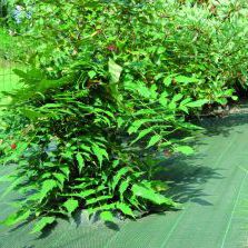 UV protection plastic mulch - STANDARD GREEN - Flexirub - above-ground