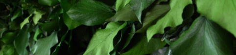 Preserved green wall - SURFACE IVY - meamea - custom / moss / in lichen