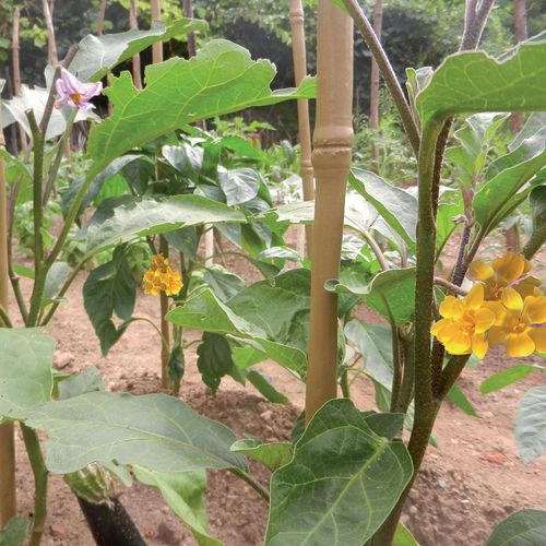 Plastic plant support - BAMBOO UP - Tenax UK Ltd  - stake / for agricultural applications