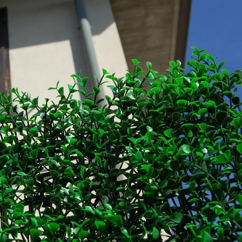 Panel screening - DIVY BUXUS INTENSE - Tenax UK Ltd  - polyethylene / modular / 3D