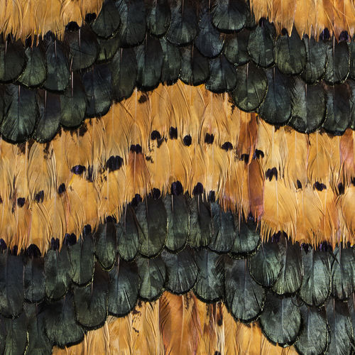 Interior wall-covering - PEACOCK PHEASANT CARAMEL - KOKET Love Happens - feather / home