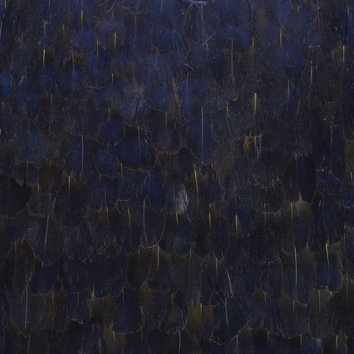 Interior wall-covering - PEACOCK PURPLE - KOKET Love Happens - feather / home
