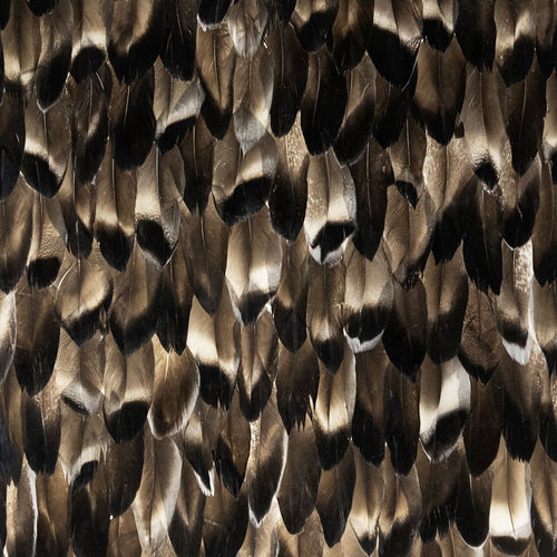Interior wall-covering - BLACK SMOKE - KOKET Love Happens - feather / home