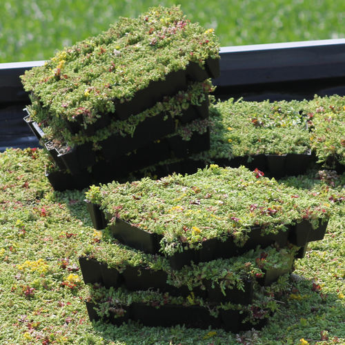 Extensive green roof - ECCOSEDUM - ECCO PRODUCTS - flat / waterproof / pitch from 2% to 20%