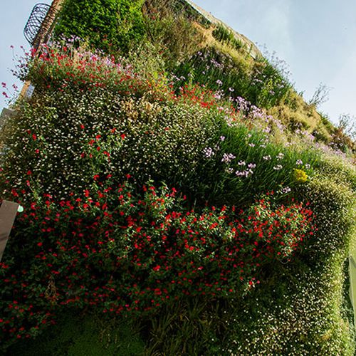 Preserved green wall - ELCHE - Paisajismo Urbano - with live plants / modular-panel / curved