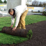 extensive green roof