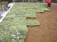 natural grass / tile / for garden
