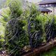 fence with bars / wrought iron / garden / contemporary