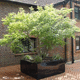 extensive green roof system / intensive / for flat roof