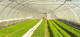 commercial greenhouse / gardening / single-span / plastic