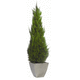 preserved ornamental plant / large / indoor