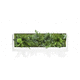 preserved living frame / moss / foliage / indoor