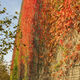 modular-panel green wall / natural / outdoor