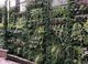 preserved green wall / modular-panel / natural / foliage