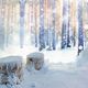 sauna snow room / for wellness center / for hotel