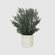 preserved ornamental plant / eucalyptus / small-size / indoor