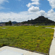 extensive green roof system / semi-intensive / for flat roof / with integrated photovoltaic system