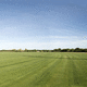 natural grass / roll / for sports fields / high-quality