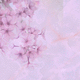 contemporary wallpaper / floral / pink / for living rooms