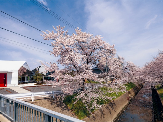 the region is popular with tourists during the blossom season