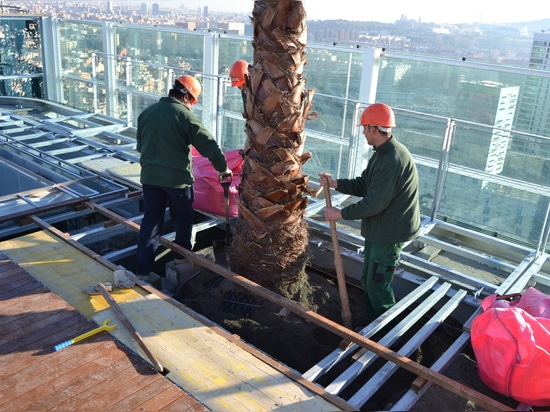 The large palm trees were positioned within the planters by joining forces.