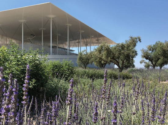 Lavender and olive trees are the main mediterranean vegetation on the car park roof. © H. Pangalou and Associates Landscape Architects