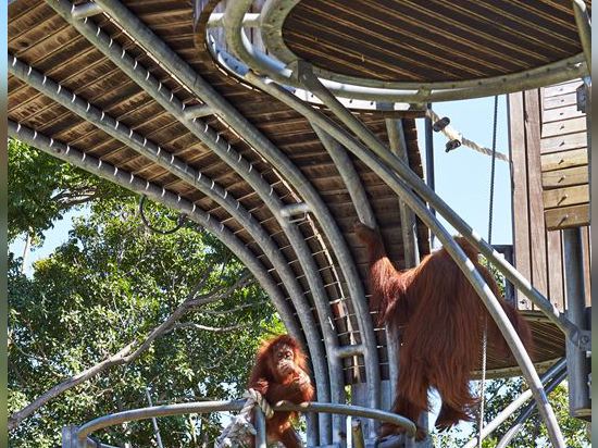 Perth Zoo Orang-utan Exhibit – Jungle School