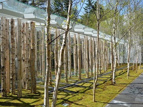 kengo kuma combines tree trunks and glass for the birch moss chapel in japan