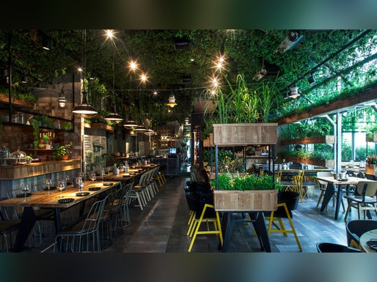 The Plants In This Restaurant Are Herbs That The Chef Uses To Cook With