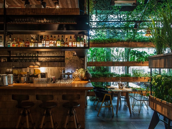 The Plants In This Restaurant Are Herbs That The Chef Uses To Cook With