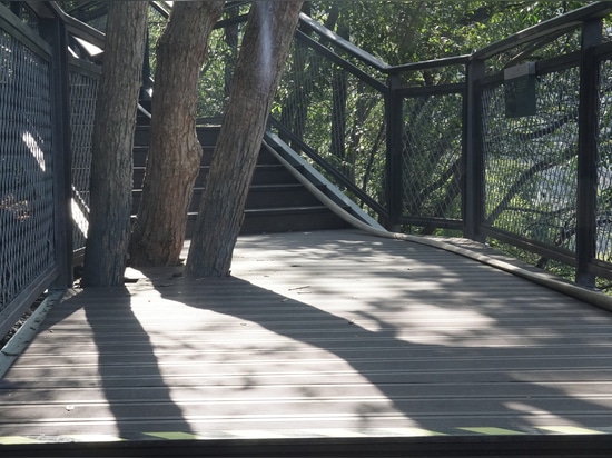 The Boardwalk Winds Through the Trees