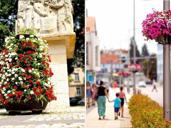 City full of nature? Summer flowers