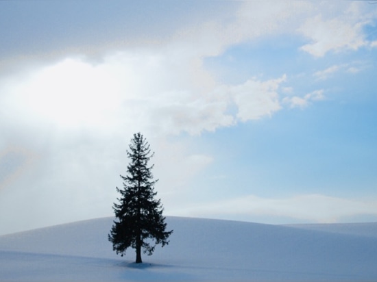 The Japanese Christmas Is Funny, but Christmas Trees Are Beautiful in Hokkaido.