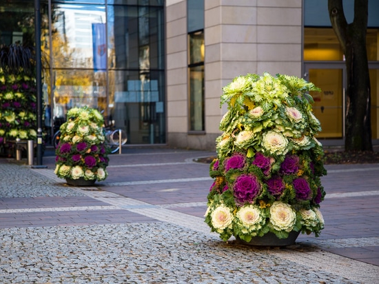 Autumn trend: flower towers planted with ornamental cabbage