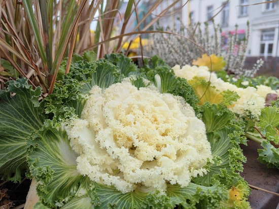 Autumn trend: flower towers planted with ornamental cabbage