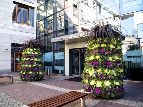 Autumn trend: flower towers planted with ornamental cabbage