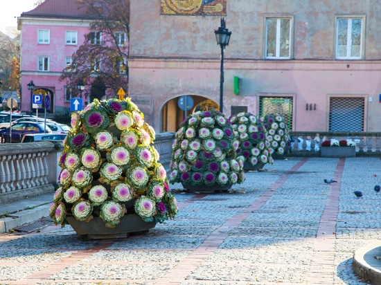 Autumn trend: flower towers planted with ornamental cabbage